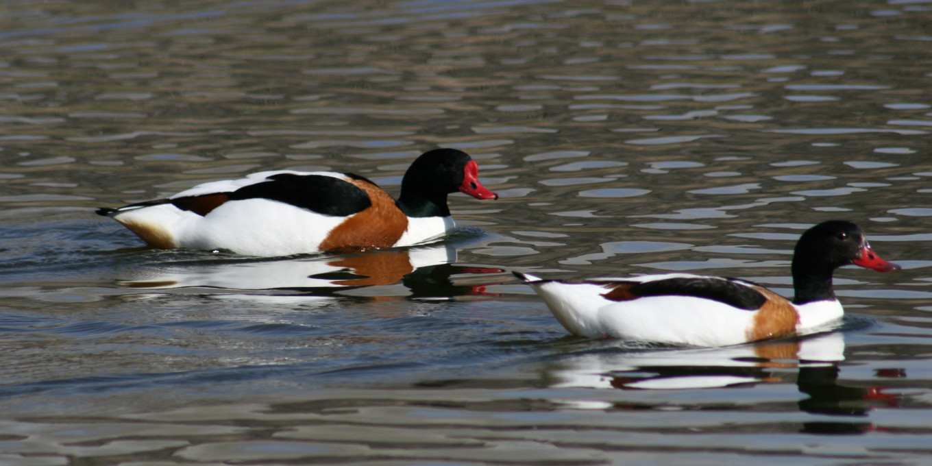 Tadorne de Belon (Tadorna tadorna) couple (mâle à gauche) © Nicolas Macaire / LPO
